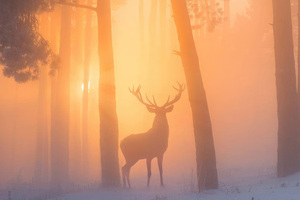 Reindeer In The Misty Woodland Wallpaper