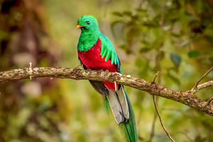 Resplendent Quetzal Bird 4k