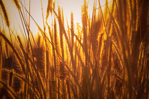 Rice Agriculture Field Golden Hour Grass 5k (2880x1800) Resolution Wallpaper
