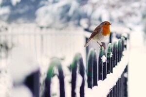 Robins In Snow (1024x768) Resolution Wallpaper