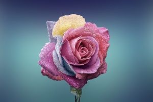 Rose Blossom Wallpaper