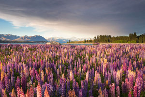 Russell Lupine Flower Garden At Tekapo Lake In New Zealand (1280x1024) Resolution Wallpaper