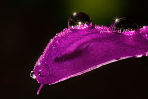 Salvia With Droplets 5k Wallpaper