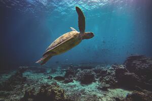 Sea Turtle 4k Wallpaper