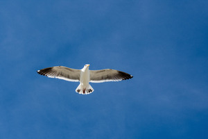 Seagull 5k