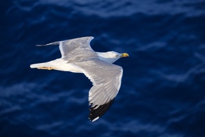 Seagull Flying 5k