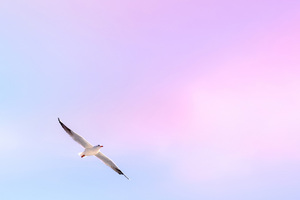 Seagull In Tranquil Sky Wallpaper