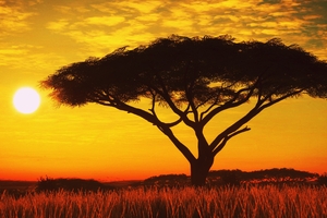 Serengeti Sunset 4k