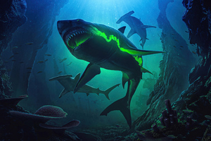 Shark Sea 4k Wallpaper