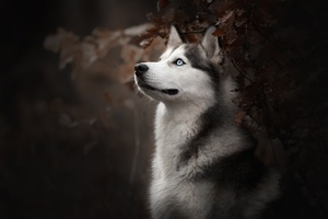Siberian Husky Dog Breed (2048x1152) Resolution Wallpaper