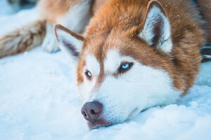 Siberian Husky In Snow (2560x1440) Resolution Wallpaper