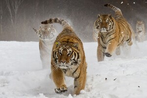 Siberian Tigers (1400x900) Resolution Wallpaper