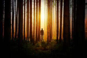 Silhouette Of A Man In Woods Covered By Tress Sunbeams Wallpaper