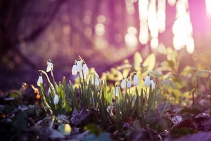 Snow Drops On Flowers