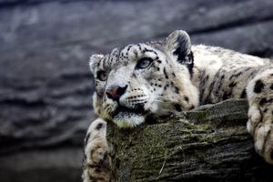 Snow Leopard Hd