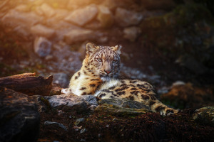 Snow Leopard Wild Animal (320x240) Resolution Wallpaper