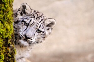 Snow Leopard Young (2048x1152) Resolution Wallpaper