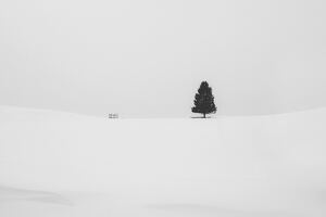 Snow Tree Minimal 5k