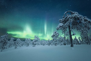 Snow Trees Covered Aurora 4k