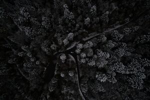Snow Trees Top View From Drone 4k Wallpaper