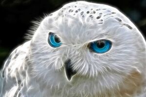 Snowly Owl Art