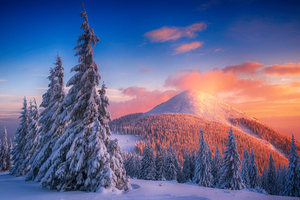 Snowy Pine Trees And Mountains 4k Wallpaper