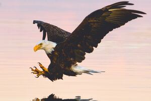 Soaring Eagle Over Water Body Wallpaper