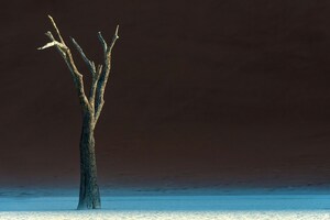 Solitary Oasis Desert Tree (320x240) Resolution Wallpaper