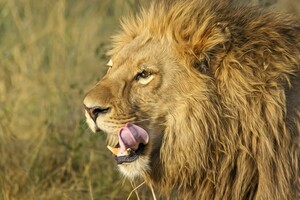 South African Lion Wallpaper