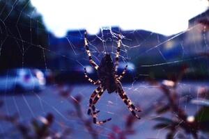 Spider Close Click (1280x720) Resolution Wallpaper