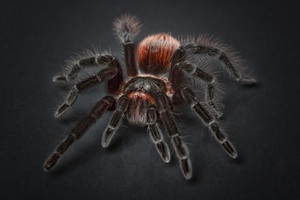 Spider Tarantula Arachnophobia Insect Macro (2560x1080) Resolution Wallpaper
