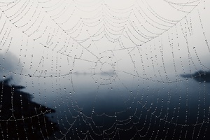 Spider Web (1280x800) Resolution Wallpaper