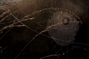 Spider Web Macro (1280x720) Resolution Wallpaper