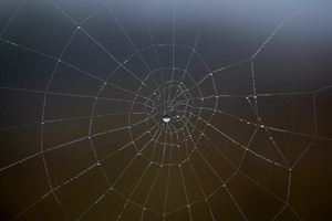 Spider Web Water Drop 5k