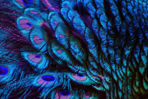 Splendid Peacock Feather 4k (2560x1440) Resolution Wallpaper