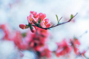 Spring Blossom 4k