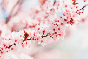 Spring Flower (1400x1050) Resolution Wallpaper