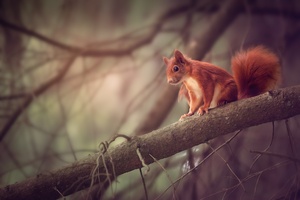 Squirrel Sitting On Branch Wallpaper