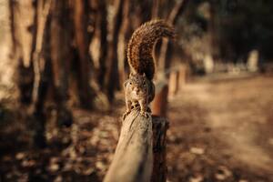 Squirrel Walking On Fence 5k