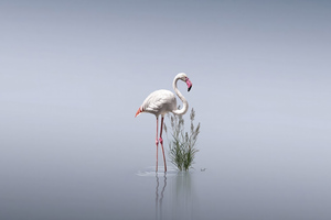 Standing Still Flamingos 4k (1400x1050) Resolution Wallpaper
