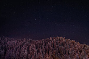 Stars Trees Night Dark Sky 5k