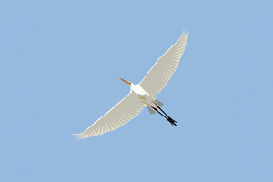 Stilt Bird Illustration (2560x1440) Resolution Wallpaper
