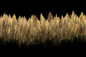 Sugar Cane Field Dark Night 5k Wallpaper