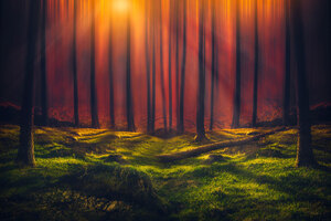 Sunbeam Forest 5k