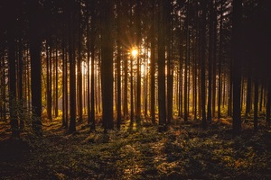 Sunbeams Between Forest Trees (1440x900) Resolution Wallpaper