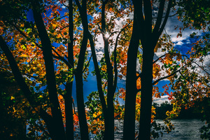 Sunbeams Between Trees In Autumn Season Daylight 5k
