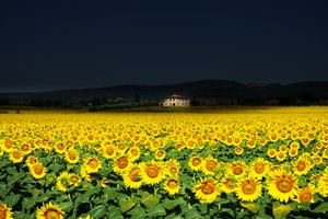 Sunflower Fields 5k (1336x768) Resolution Wallpaper