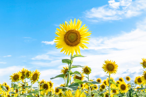 Sunflowers And Blue Sky (1024x768) Resolution Wallpaper