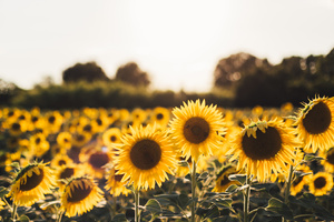 Sunflowers (2932x2932) Resolution Wallpaper