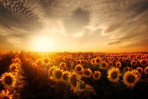 Sunflowers Sunset